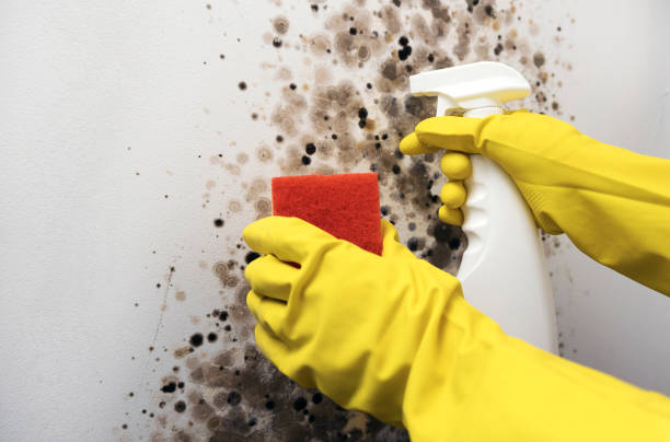 Best Mold Testing  in Clanton, AL