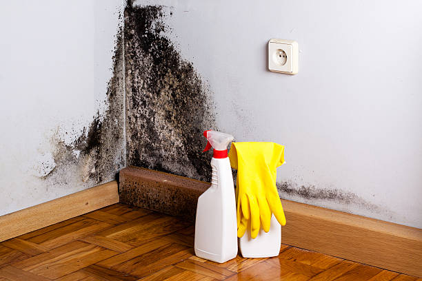 Best Residential Mold Removal  in Clanton, AL